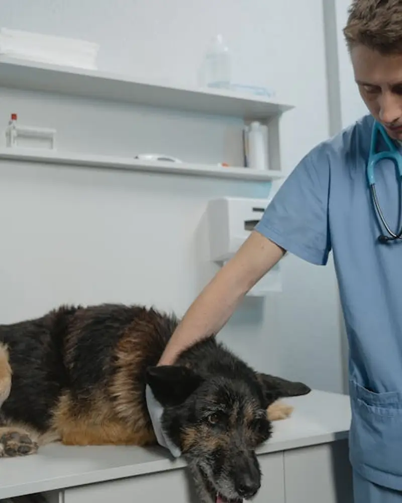 Página web y asistente de IA para veterinarias